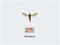 藏品(雙翅目)的圖片